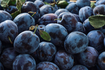 Ripe plums, prunes with several leaves close-up. Photo of food fruit plum. Texture background of...