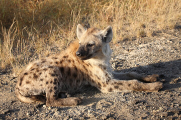 Tüpfelhyäne / Spotted hyaena / Crocuta crocuta...