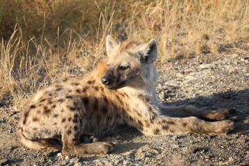 Tüpfelhyäne / Spotted hyaena / Crocuta crocuta...