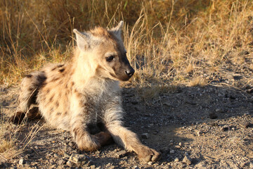 Tüpfelhyäne / Spotted hyaena / Crocuta crocuta...