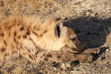 Tüpfelhyäne / Spotted hyaena / Crocuta crocuta...