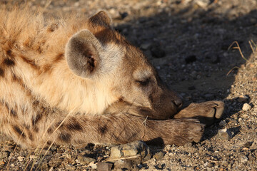 Tüpfelhyäne / Spotted hyaena / Crocuta crocuta...