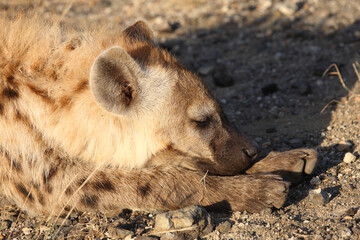 Tüpfelhyäne / Spotted hyaena / Crocuta crocuta...