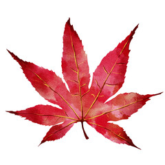 Watercolor autumn maple leaves illustration