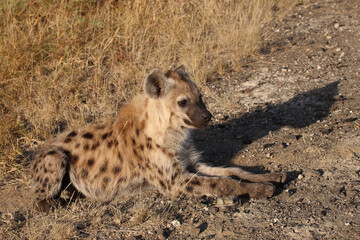 Tüpfelhyäne / Spotted hyaena / Crocuta crocuta...