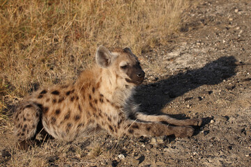 Tüpfelhyäne / Spotted hyaena / Crocuta crocuta...