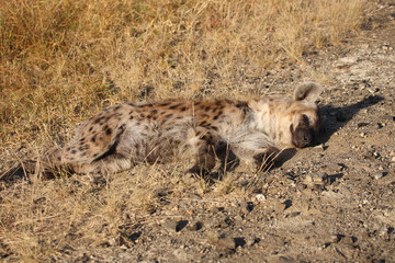 Tüpfelhyäne / Spotted hyaena / Crocuta crocuta...