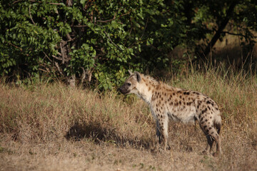 Tüpfelhyäne / Spotted hyaena / Crocuta crocuta...