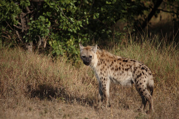 Tüpfelhyäne / Spotted hyaena / Crocuta crocuta...