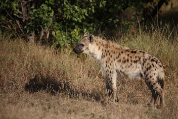 Tüpfelhyäne / Spotted hyaena / Crocuta crocuta...