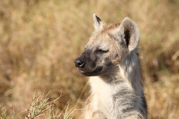 Tüpfelhyäne / Spotted hyaena / Crocuta crocuta...