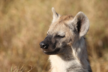 Tüpfelhyäne / Spotted hyaena / Crocuta crocuta...