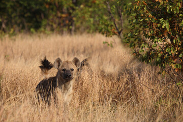 Tüpfelhyäne / Spotted hyaena / Crocuta crocuta...