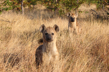 Tüpfelhyäne / Spotted hyaena / Crocuta crocuta...
