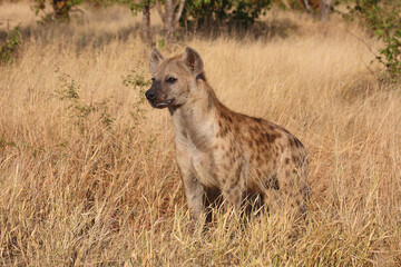 Tüpfelhyäne / Spotted hyaena / Crocuta crocuta...