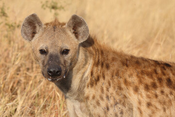 Tüpfelhyäne / Spotted hyaena / Crocuta crocuta...