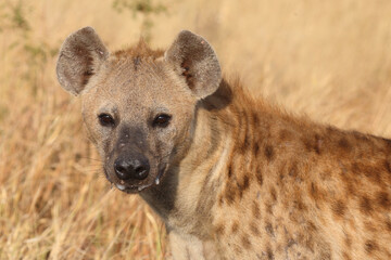 Tüpfelhyäne / Spotted hyaena / Crocuta crocuta...