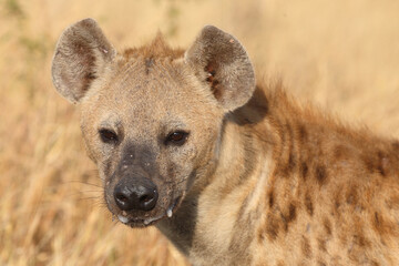 Obraz premium Tüpfelhyäne / Spotted hyaena / Crocuta crocuta...