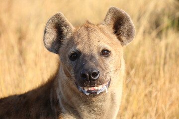 Tüpfelhyäne / Spotted hyaena / Crocuta crocuta...