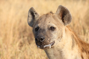 Tüpfelhyäne / Spotted hyaena / Crocuta crocuta...