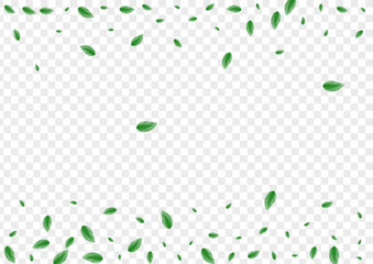 Green Leaf Background Transparent Vector. Leaves Rustic Design. Life Texture. Greenish Spring Card. Vegetation Icon.