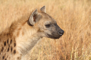 Tüpfelhyäne / Spotted hyaena / Crocuta crocuta...