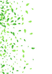 Light Green Leaf Background White Vector. Foliage Growing Illustration. Shape Texture. Greenish Structure Design. Plant Organic.
