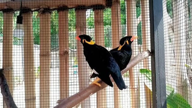 The common hill myna (Gracula religiosa), and formerly simply known as the hill myna