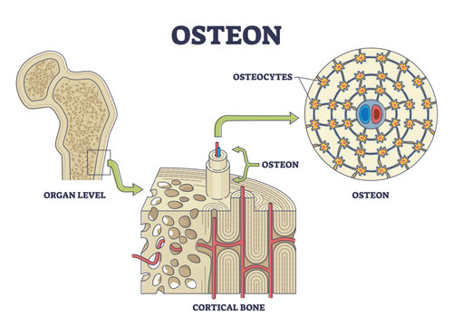 Osteon or haversian system with compact bone structure outline diagram. Labeled educational scheme with cortical bone or organ level anatomy vector illustration. Osteocytes location from cross section