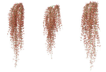 Ivy on a transparent background