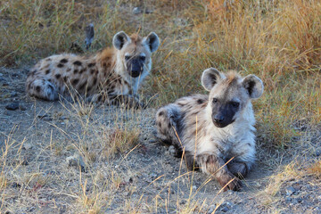 Tüpfelhyäne / Spotted hyaena / Crocuta crocuta...