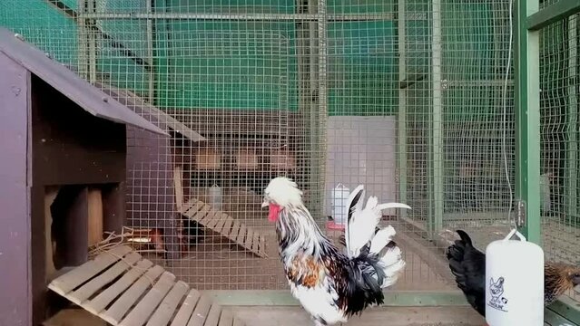 Rooster and hen in a cage, west java - indonesia.