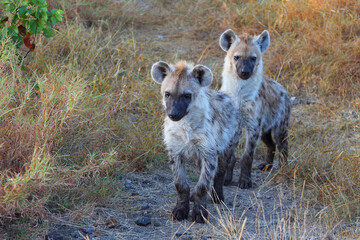 Tüpfelhyäne / Spotted hyaena / Crocuta crocuta...