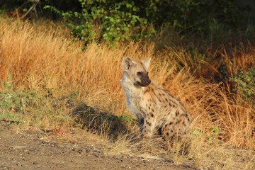 Tüpfelhyäne / Spotted hyaena / Crocuta crocuta...