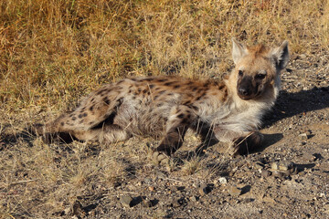 Tüpfelhyäne / Spotted hyaena / Crocuta crocuta...