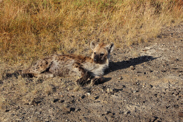 Tüpfelhyäne / Spotted hyaena / Crocuta crocuta...