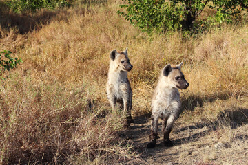 Tüpfelhyäne / Spotted hyaena / Crocuta crocuta...