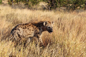 Tüpfelhyäne / Spotted hyaena / Crocuta crocuta...