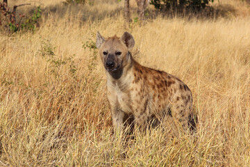 Tüpfelhyäne / Spotted hyaena / Crocuta crocuta...