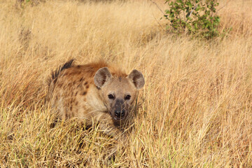 Tüpfelhyäne / Spotted hyaena / Crocuta crocuta...