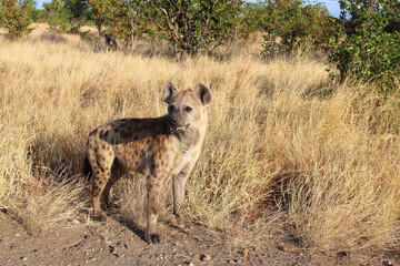 Tüpfelhyäne / Spotted hyaena / Crocuta crocuta...