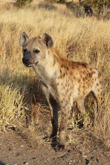 Tüpfelhyäne / Spotted hyaena / Crocuta crocuta...