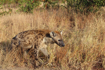 Tüpfelhyäne / Spotted hyaena / Crocuta crocuta...
