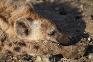 Tüpfelhyäne / Spotted hyaena / Crocuta crocuta....