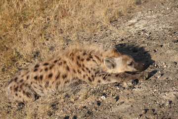 Tüpfelhyäne / Spotted hyaena / Crocuta crocuta....