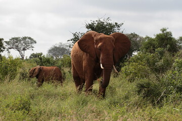 草原を歩いているアフリカゾウ