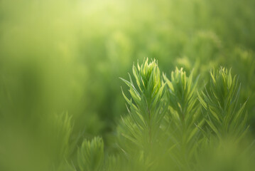 朝日に包まれるグリーン
