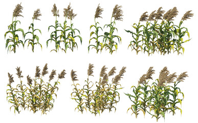 Plants and shrubs with flowers on a transparent background.
