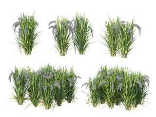 Plants and shrubs with flowers on a transparent background.