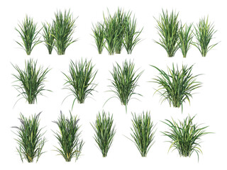 Plants and shrubs with flowers on a transparent background.